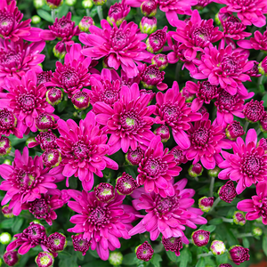 Mum 'Prism Purple' 9"