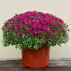Mum 'Prism Purple' 9"