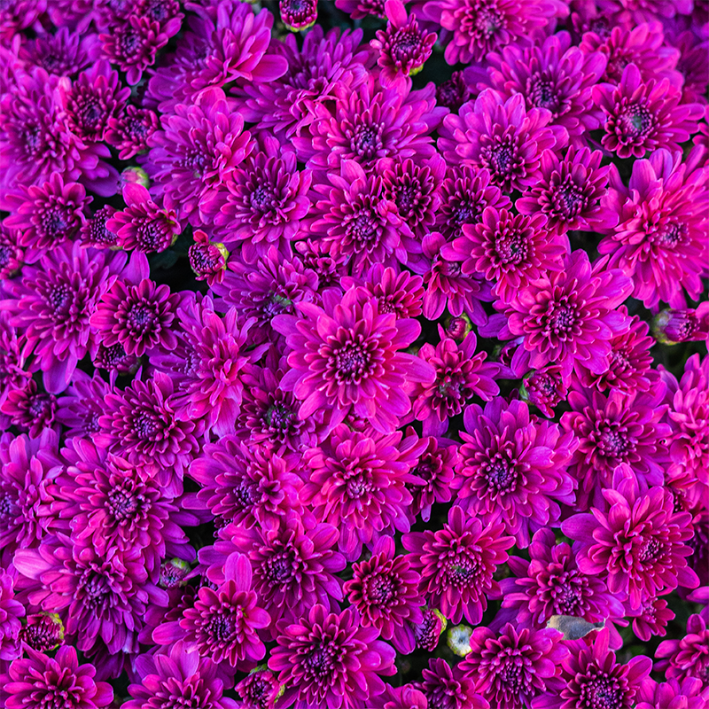 Mum 'Prism Purple' 9"