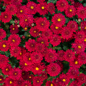 Mum 'Radiant Red' #3