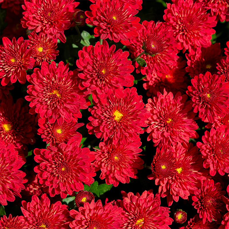 Mum 'Radiant Red' #3