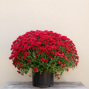 Mum 'Radiant Red' #3