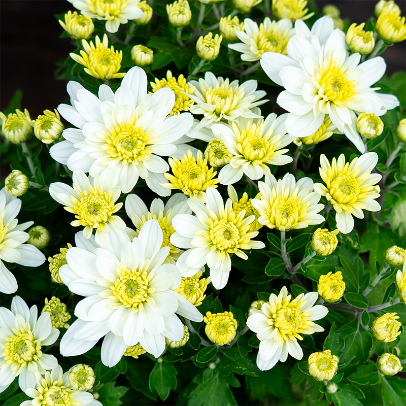 Mum 'Starburst White' 4"