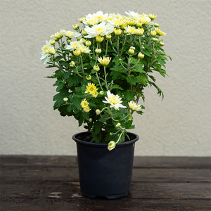 Mum 'Starburst White' 4"