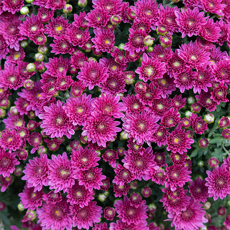 Mum 'Wicked Purple' #3