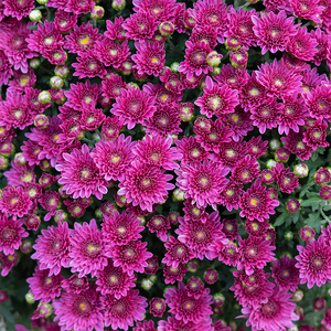 Mum 'Wicked Purple' #3