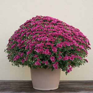 Mum 'Wicked Purple' #3