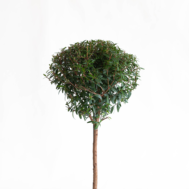 Myrtle Topiary 4"