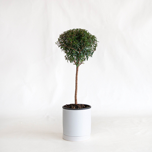 Myrtle Topiary 4"