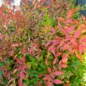 Nandina dom 'Gulf Stream'