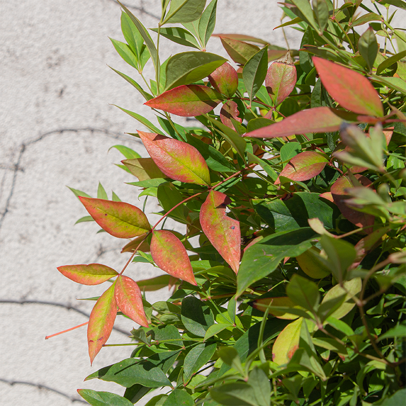 Nandina dom 'Gulf Stream'