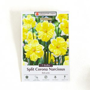 Narcissus 'Belcanto' Bulb Pk/7