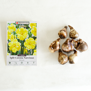 Narcissus 'Belcanto' Bulb Pk/7