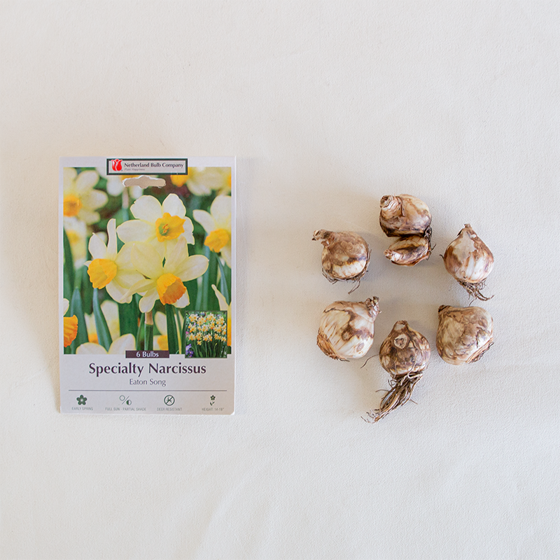 Narcissus 'Eaton Song' Bulb Pk/7