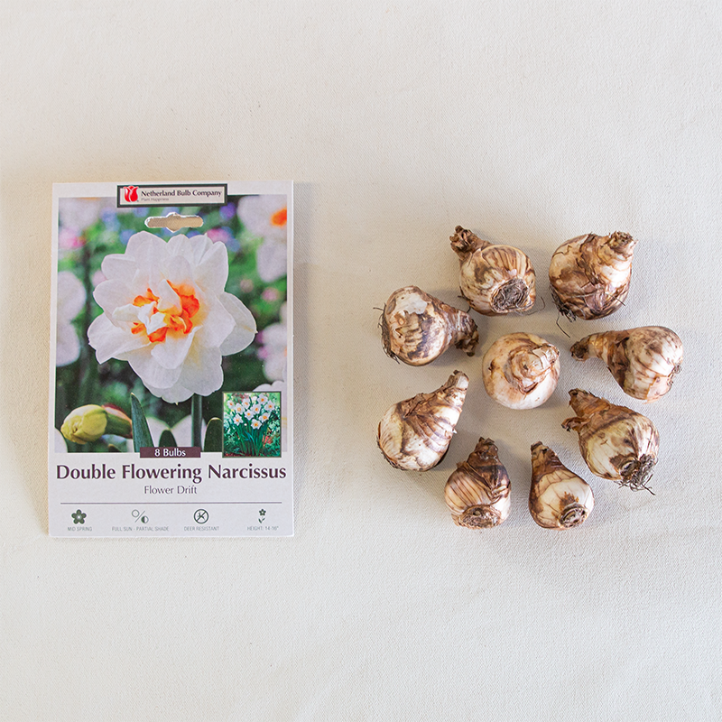 Narcissus 'Flowerdrift' Bulb PK/7