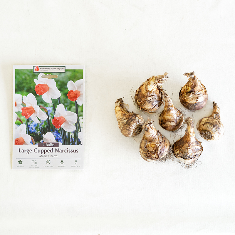 Narcissus 'Magic Charm' Bulb Pk/7