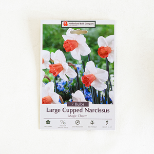 Narcissus 'Magic Charm' Bulb Pk/7