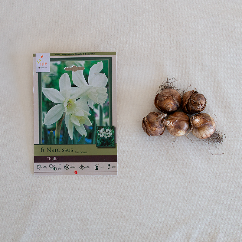 Narcissus 'Thalia' Bulb Pk/7