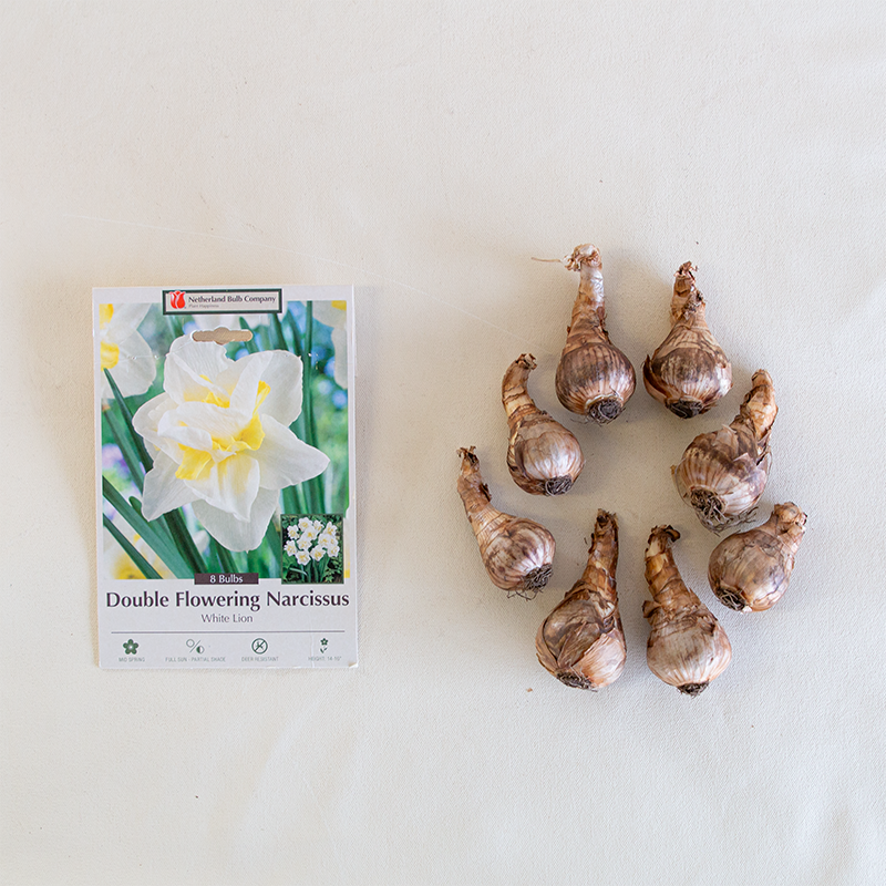 Narcissus 'White Lion' Bulb PK/7