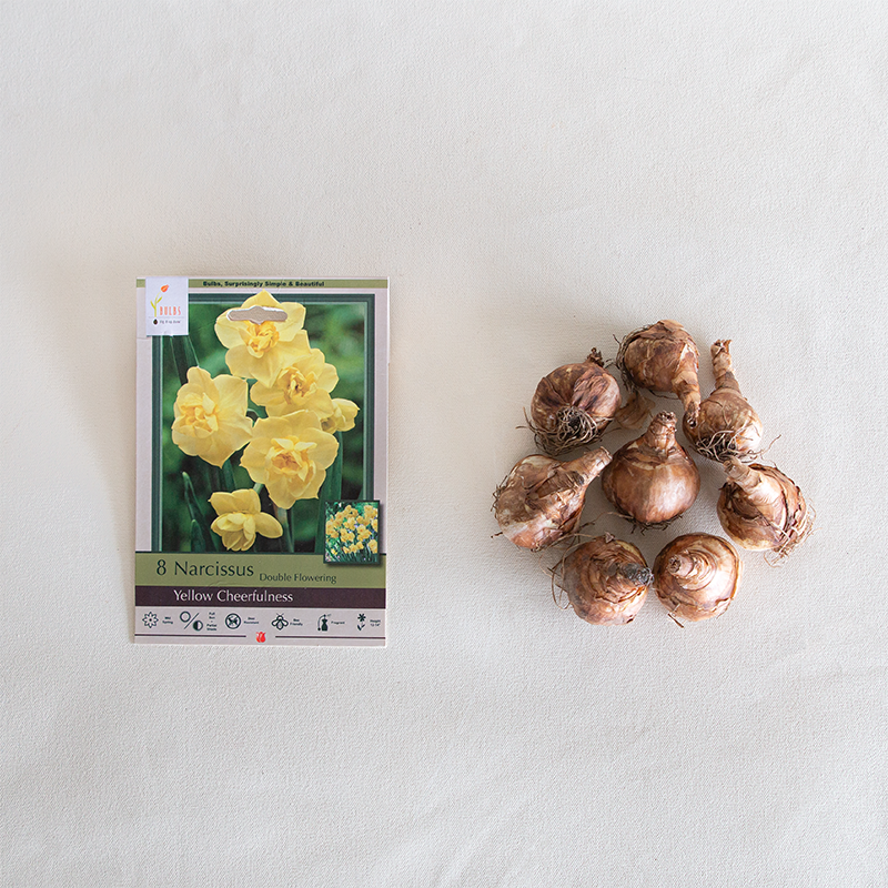 Narcissus 'Yellow Cheerfulness' Bulb Pk/7