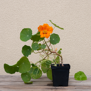Nasturtium 'Jewel Mix' 3.5"
