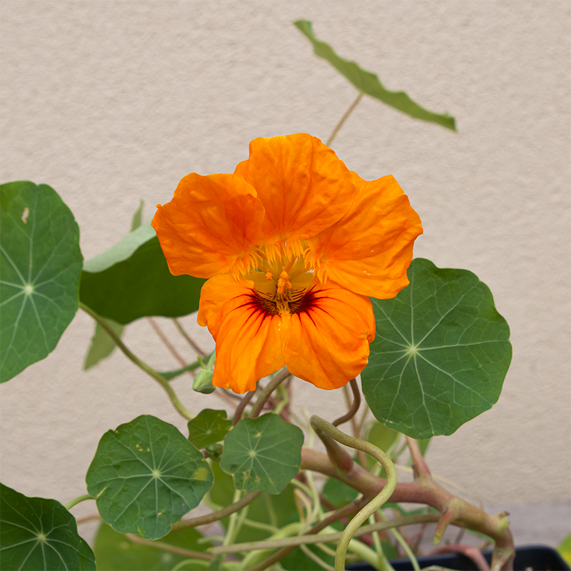 Nasturtium 'Jewel Mix' 3.5"
