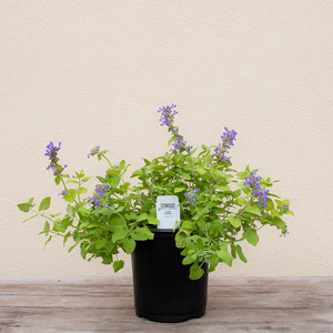 Nepeta 'Chartreuse on the Loose' G01