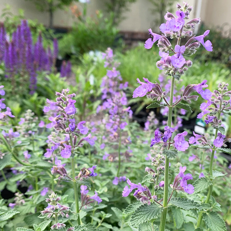 Nepeta faas 'Walkers Low' G01