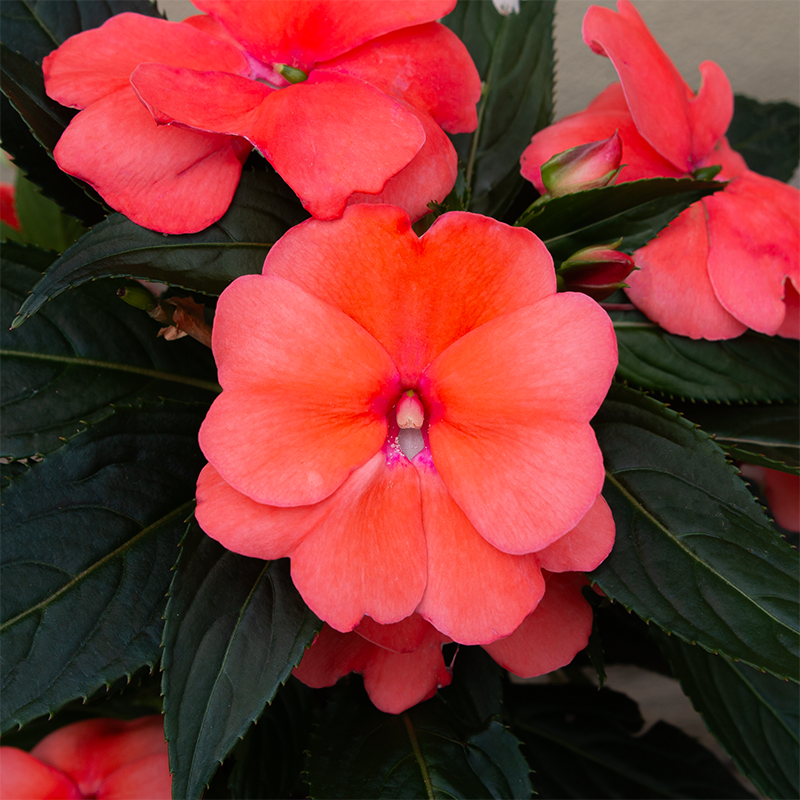 New Guinea Impatiens 'Sonic Salmon' 4"