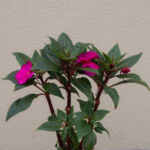 New Guinea Impatiens 'Lilac' 4"