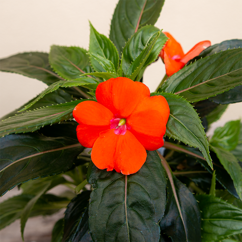 New Guinea Impatiens 'Sonic Orange' 4"