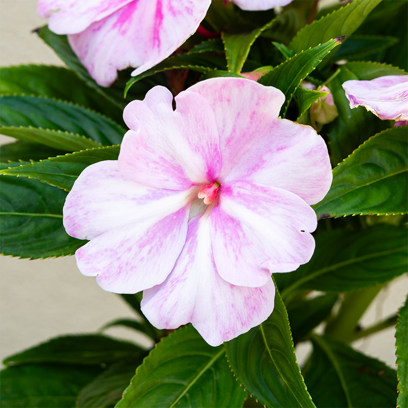 New Guinea Impatiens 'Sonic Magic Pink' 4"