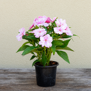 New Guinea Impatiens 'Sonic Magic Pink' 4"