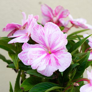 New Guinea Impatiens 'Sonic Magic Pink' 4"