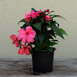 New Guinea Impatiens 'Sonic Salmon' 4"