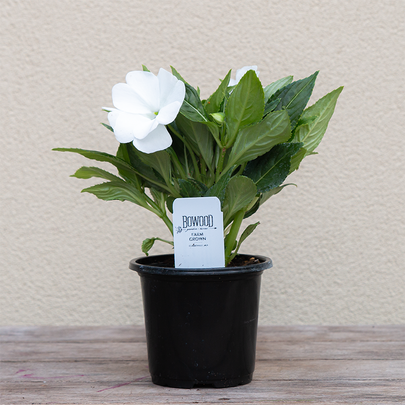 New Guinea Impatiens 'Sonic White' 4"