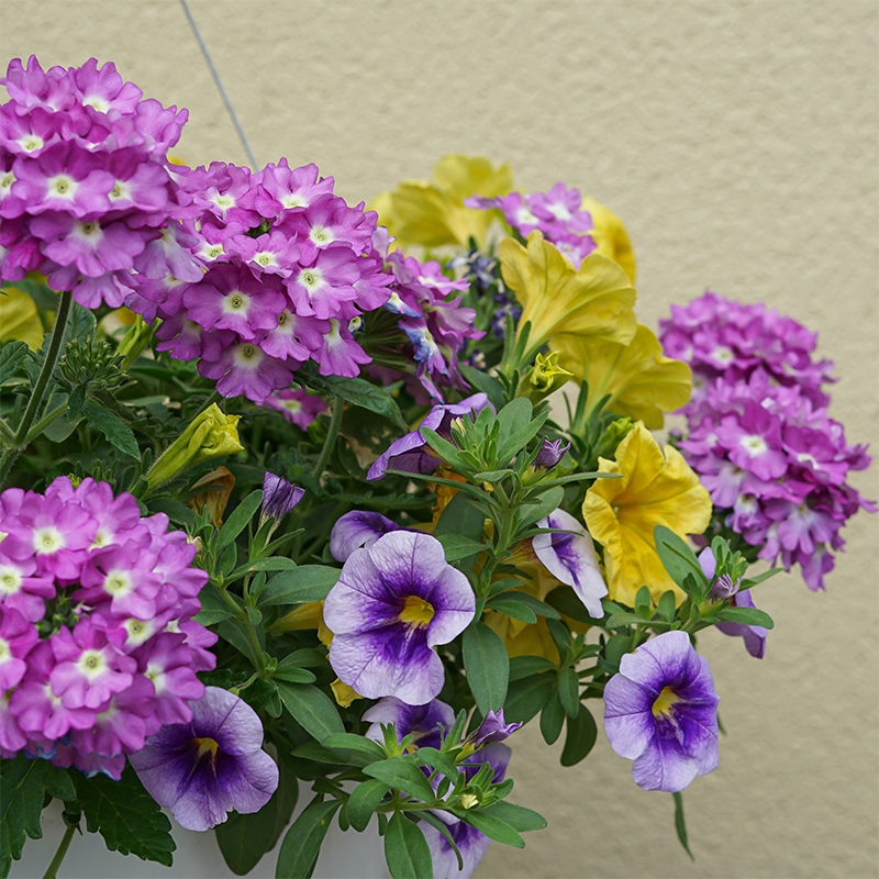 Niagara Sunshine 10" Hanging Basket