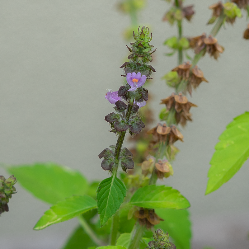 Ocimum 'Holy Tulsi Kapoor' 3.5"