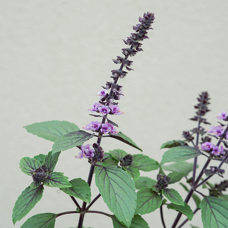 Ocimum bas 'African Blue' 3.5"