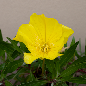 Oenothera macrocarpa Q01