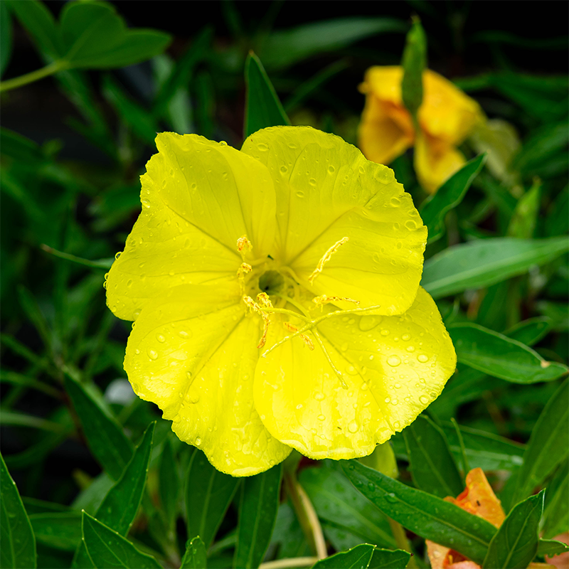Oenothera macrocarpa Q01