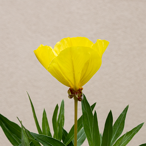 Oenothera macrocarpa Q01