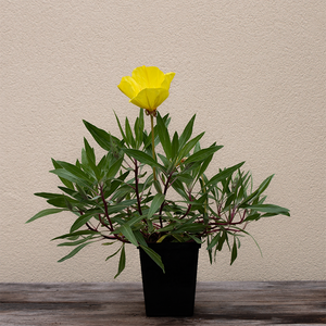 Oenothera macrocarpa Q01