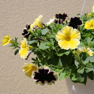 Oh Beehave 10" Hanging Basket