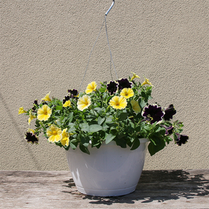 Oh Beehave 10" Hanging Basket