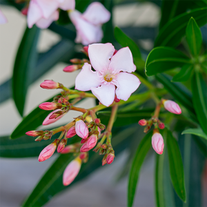 Oleander Pink 10"