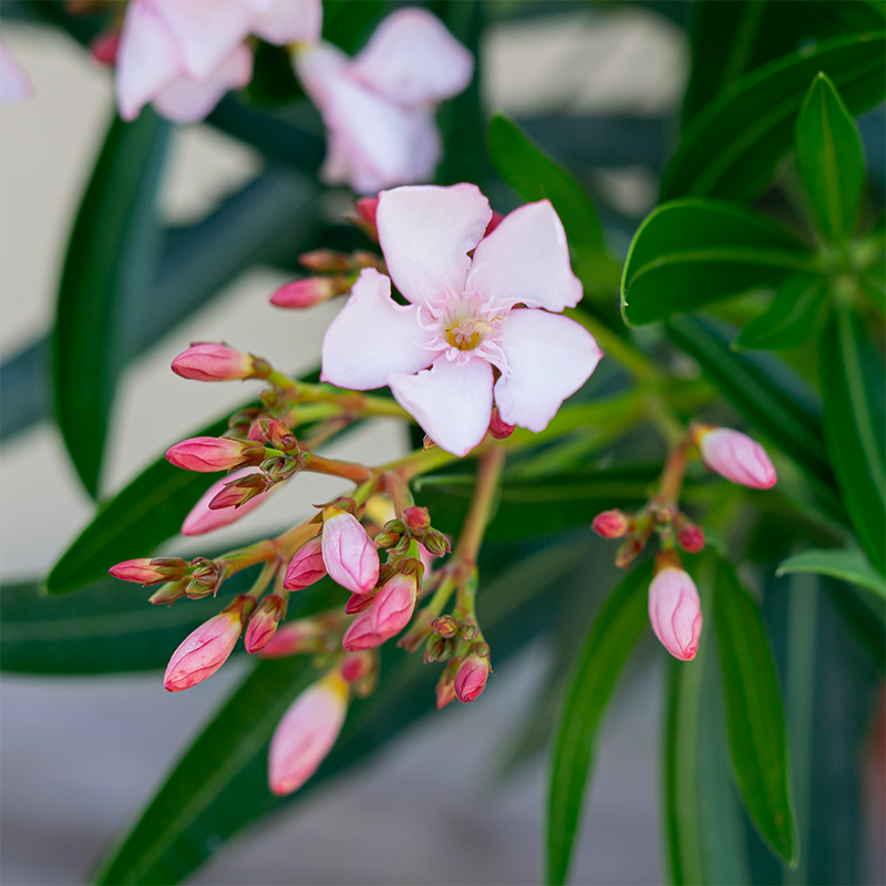 Oleander Pink 10"