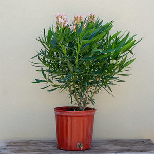 Oleander Pink 10"