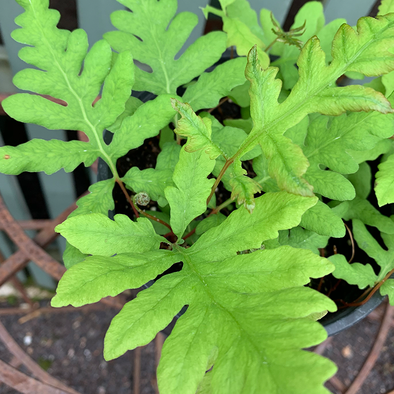 Onoclea sensibilis G01