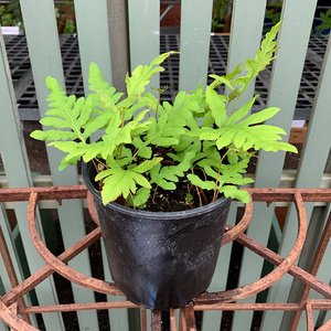 Onoclea sensibilis G01